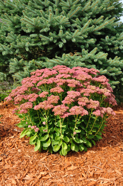 sedum