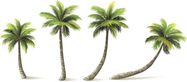 coconut