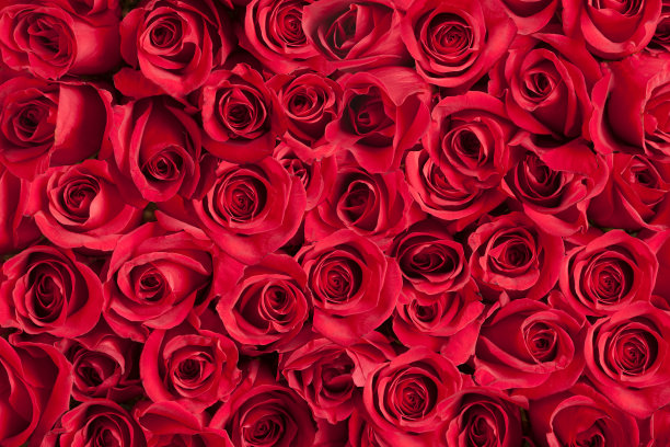 roses