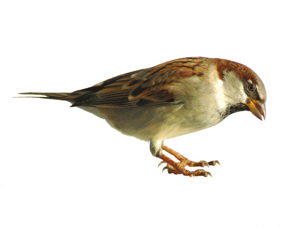 sparrow