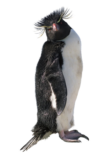 美丽冠毛企鹅