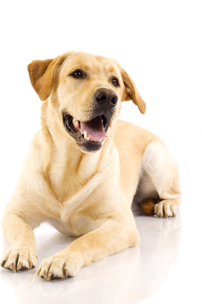 labrador