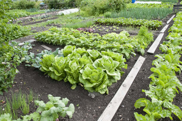 garden