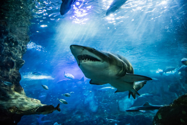 shark