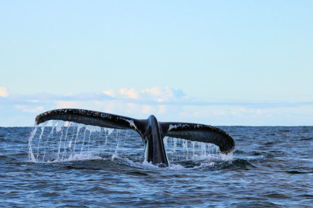 鲸鱼尾巴