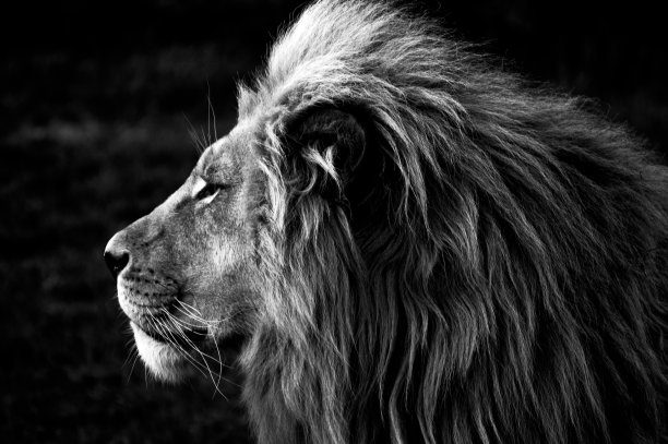 wildlife