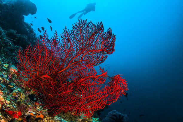 corals