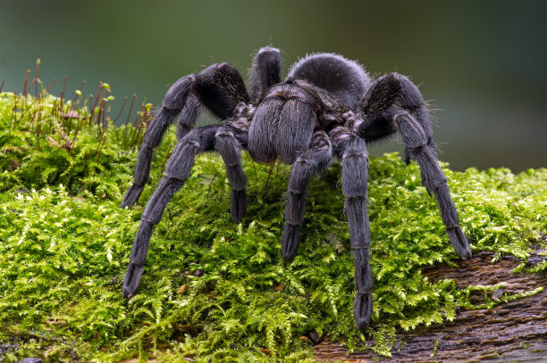 araneae