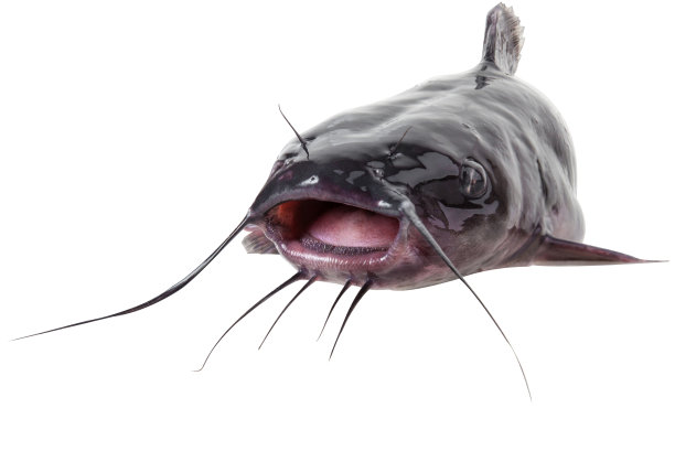 catfish