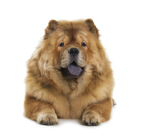 chow