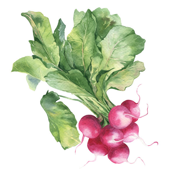 radishes