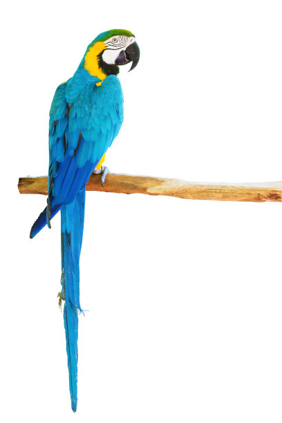parrots