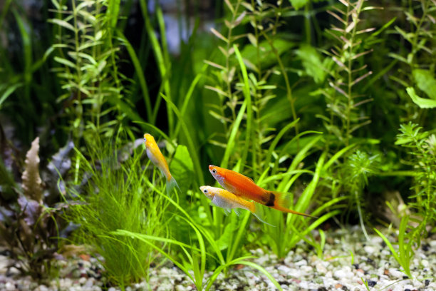 aquarium