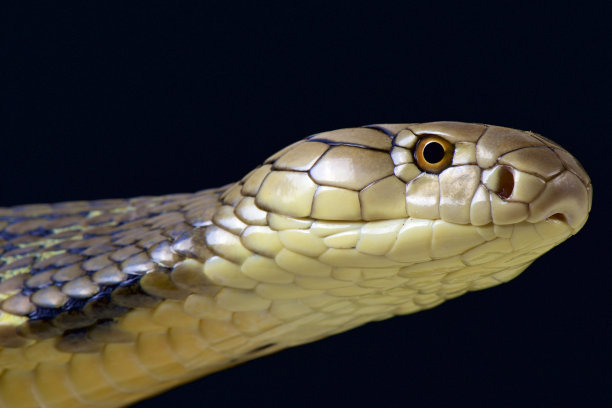 cobra