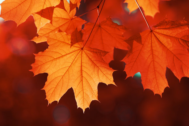 maple