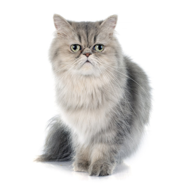 波斯猫