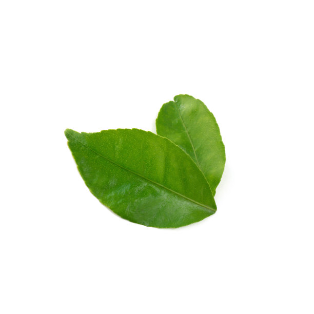 柠檬叶