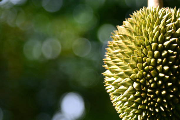 durian
