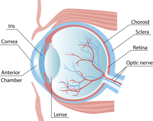 retina