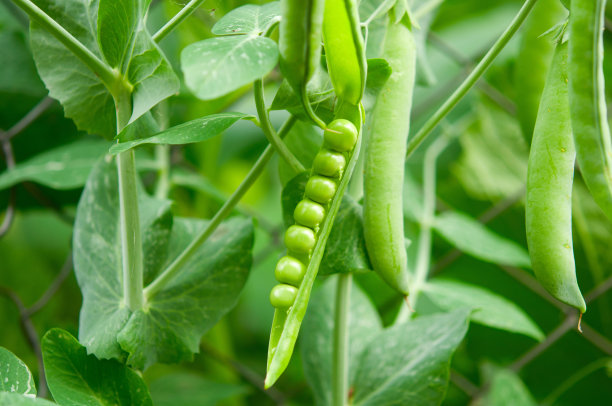 lathyrus