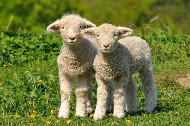 lamb