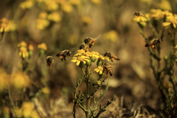pollination