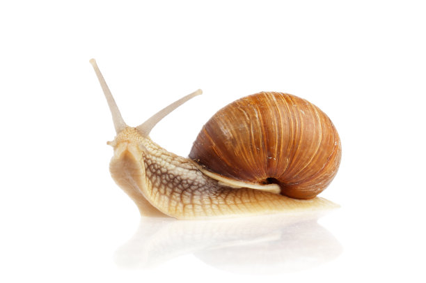 snail