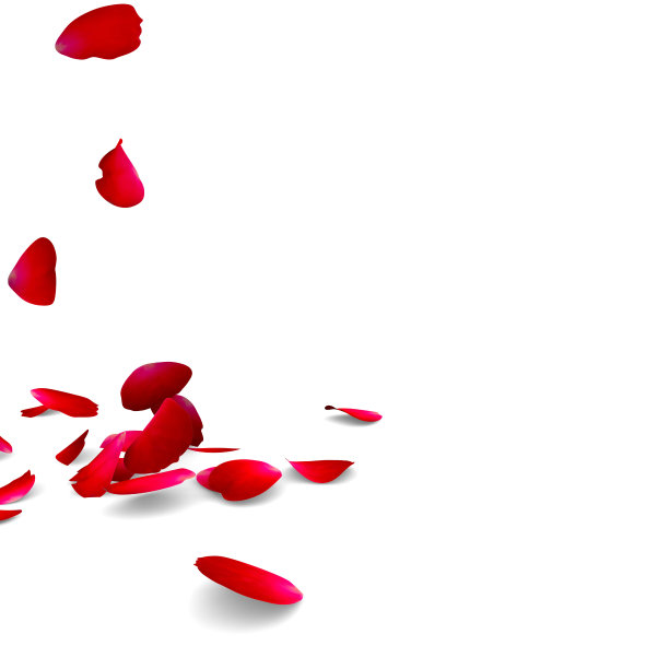 散落的花瓣浪漫红玫瑰