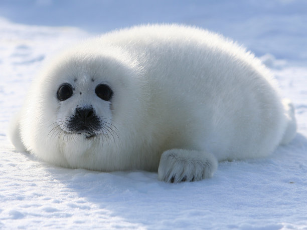seal