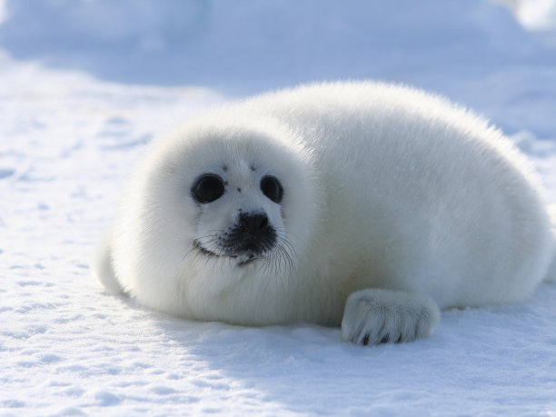 seal
