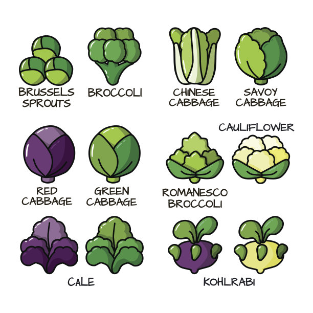 紫色白菜