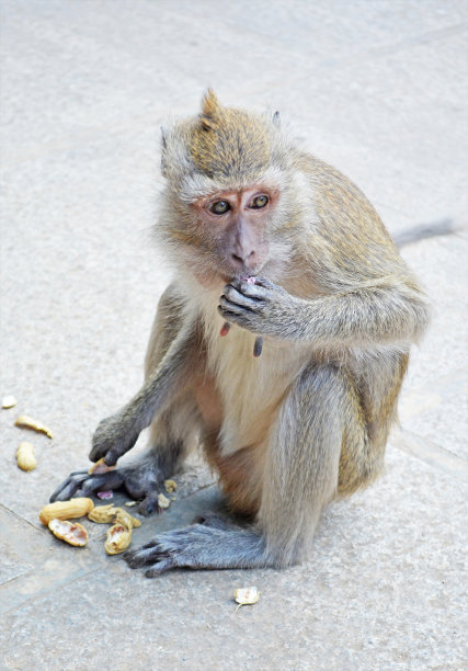monkey-nut
