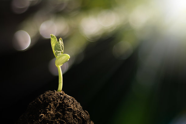 grow图片素材 grow设计素材 grow摄影作品 grow源文件下载 grow图片素材下载 grow背景素材