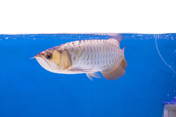 arowana