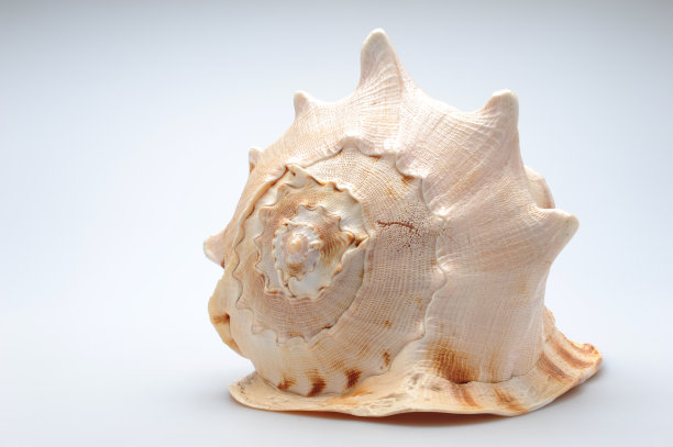 conch