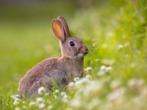 bunny