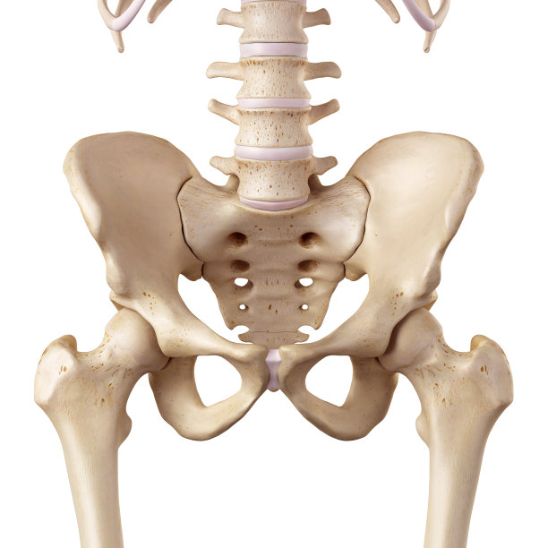 pelvis