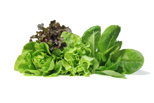 lactuca