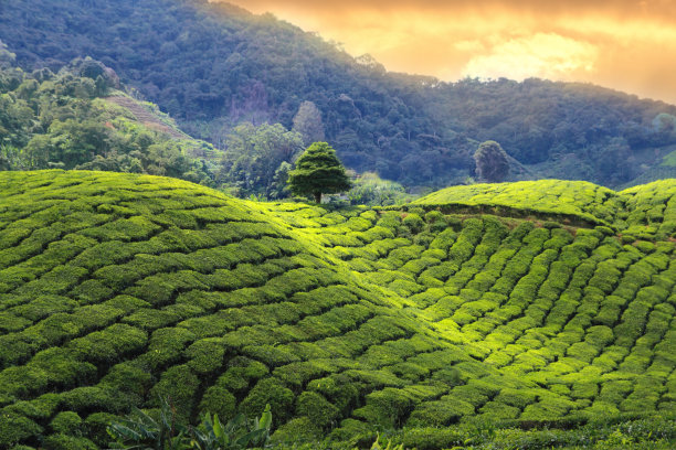 srilanka