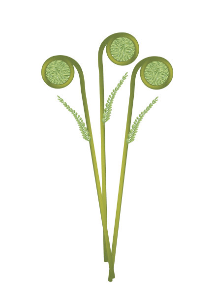 fiddlehead
