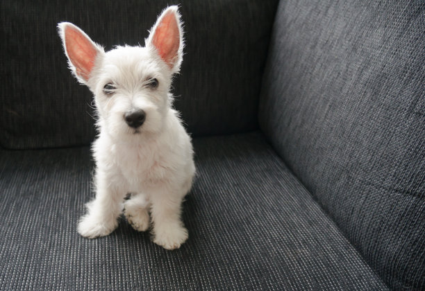 puppy