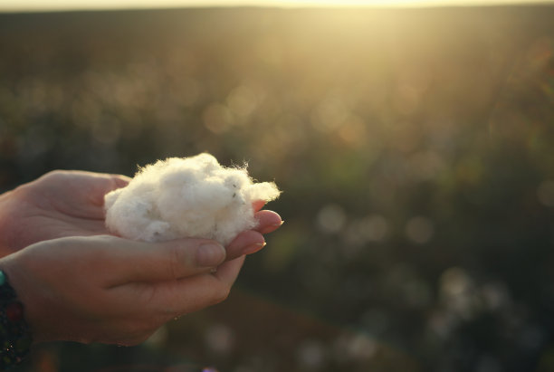 cotton