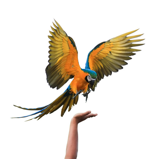 parrots