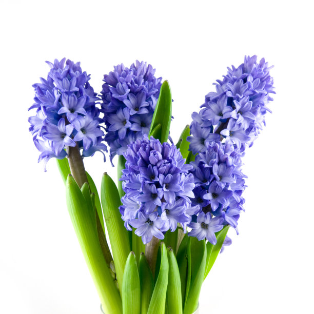 hyacinth