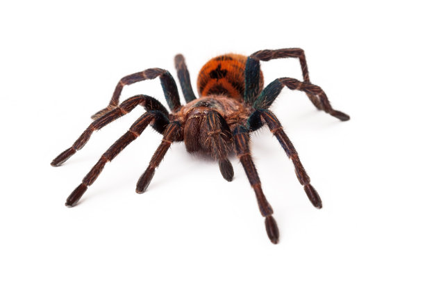 araneae