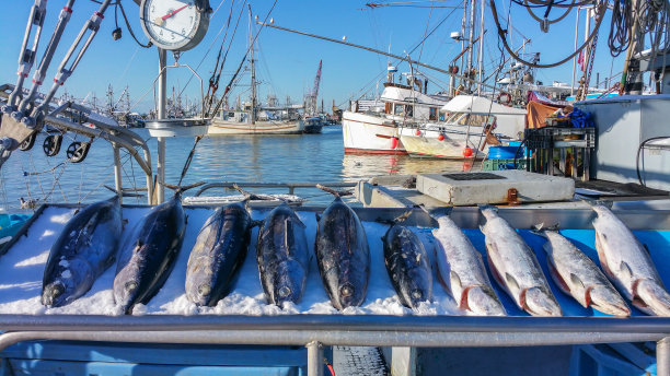 tuna