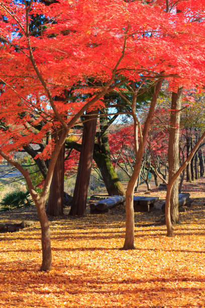 小金井市