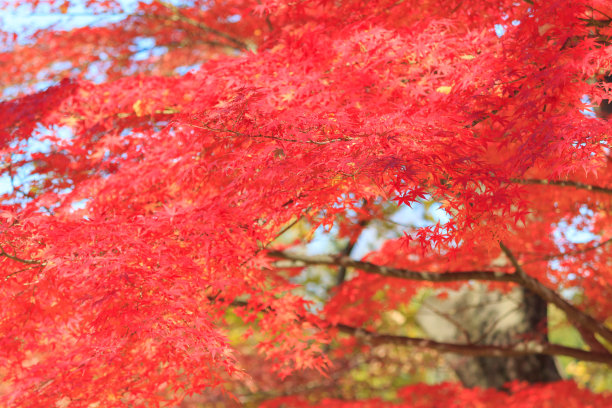 小金井市