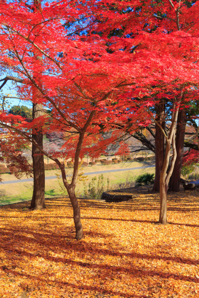 小金井市