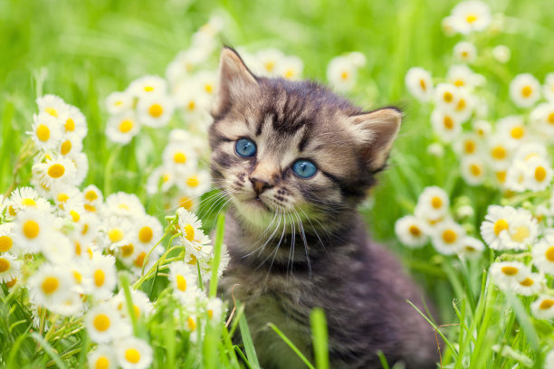 花丛的猫